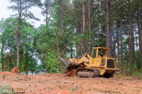 Trees Clearing in Ellijay