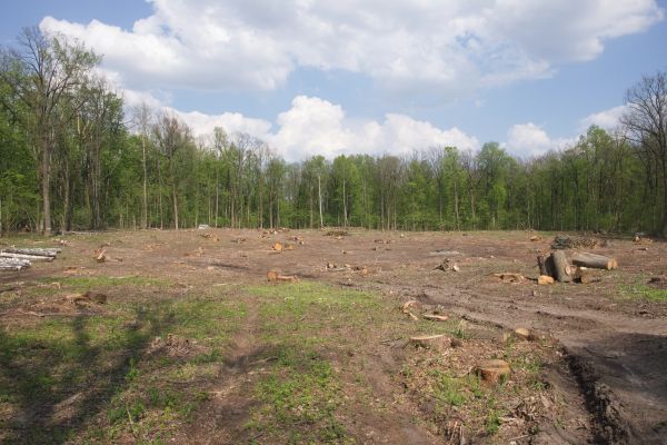 Pasture Clearing in Ellijay