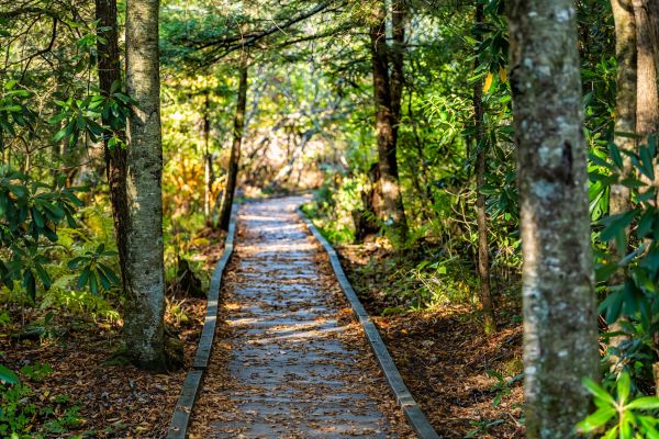 Trail Clearing in Ellijay